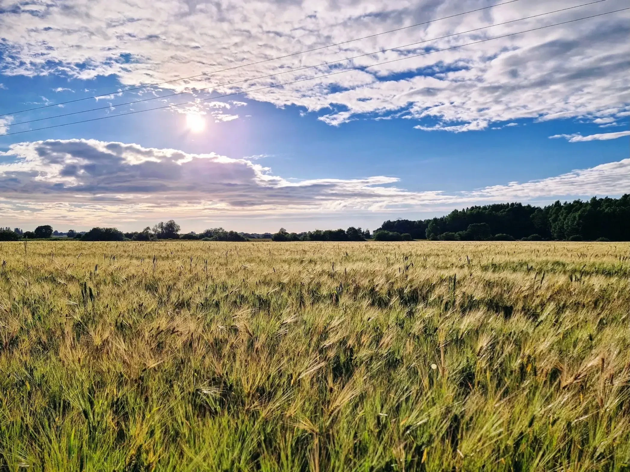 Viljapõld Vanamõisa külas