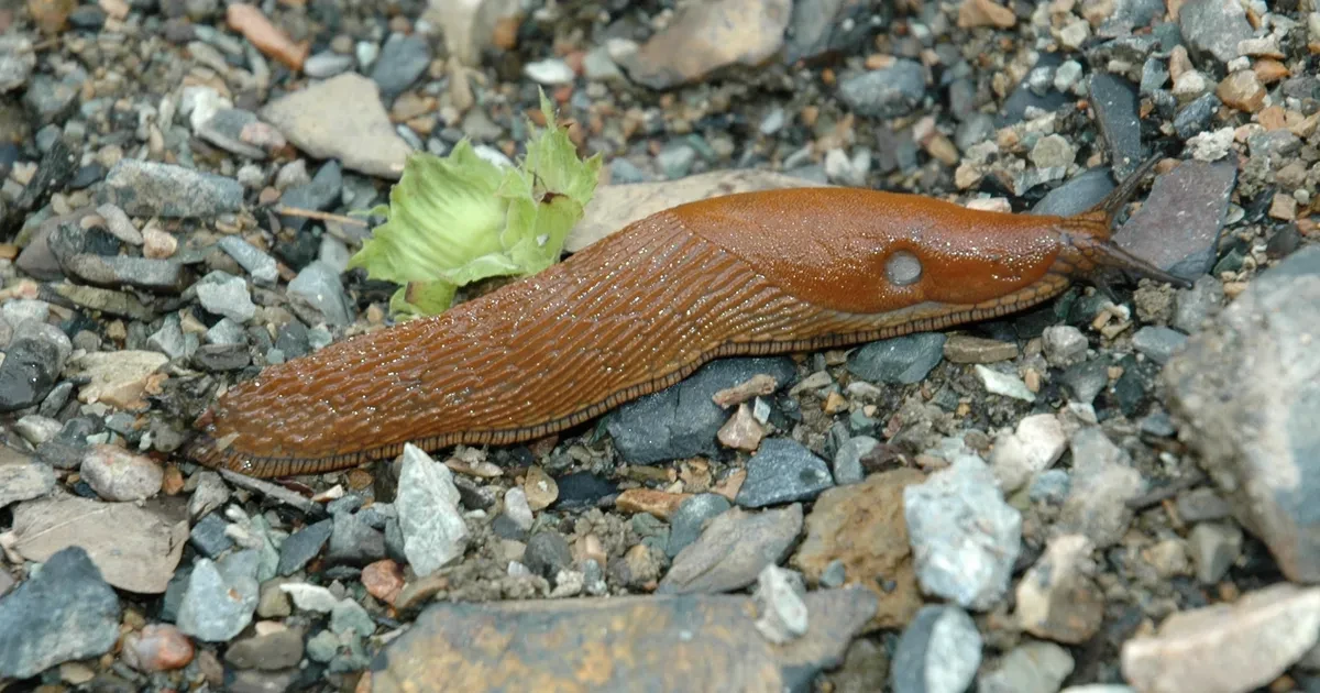 Hispaania teetigu. Pildi allikas: Wikipeedia