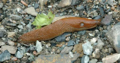 Hispaania teetigu. Pildi allikas: Wikipeedia