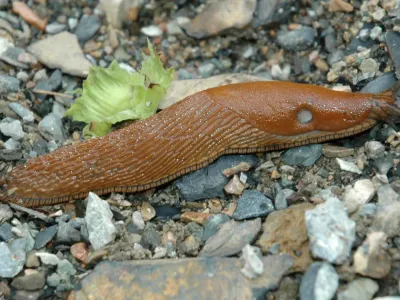 Hispaania teetigu. Pildi allikas: Wikipeedia